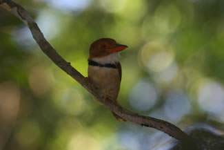 Gekraagde baardkoekoek - Bucco capensis Gekraagde baardkoekoek - Bucco capensis